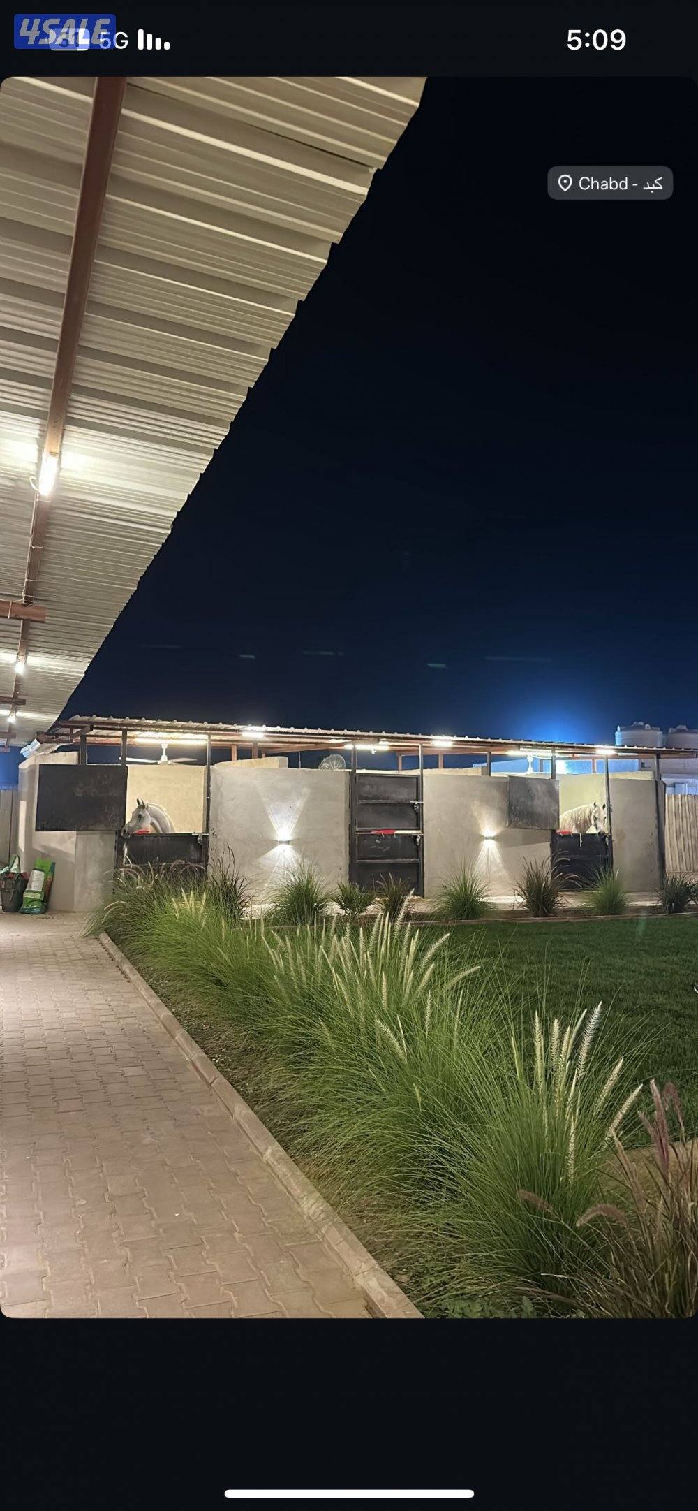 مربط النوايف للخيل العربيه5