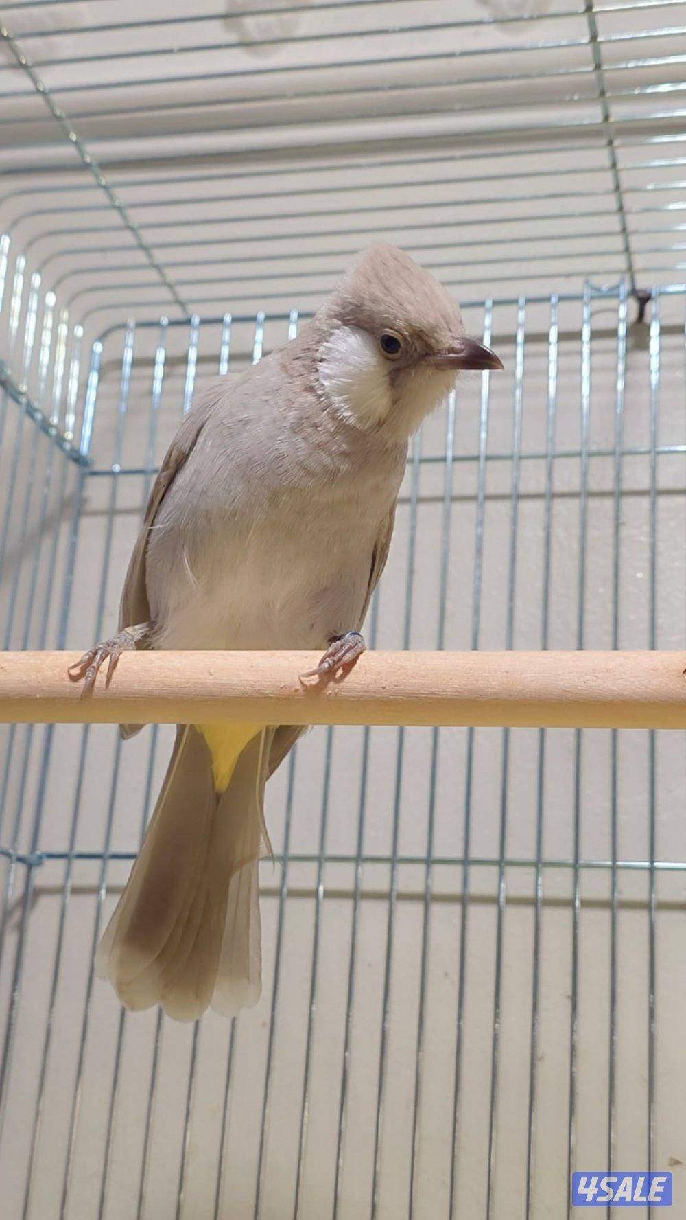 بلبل عراقي لون مميز و نادر ربوة قفص0