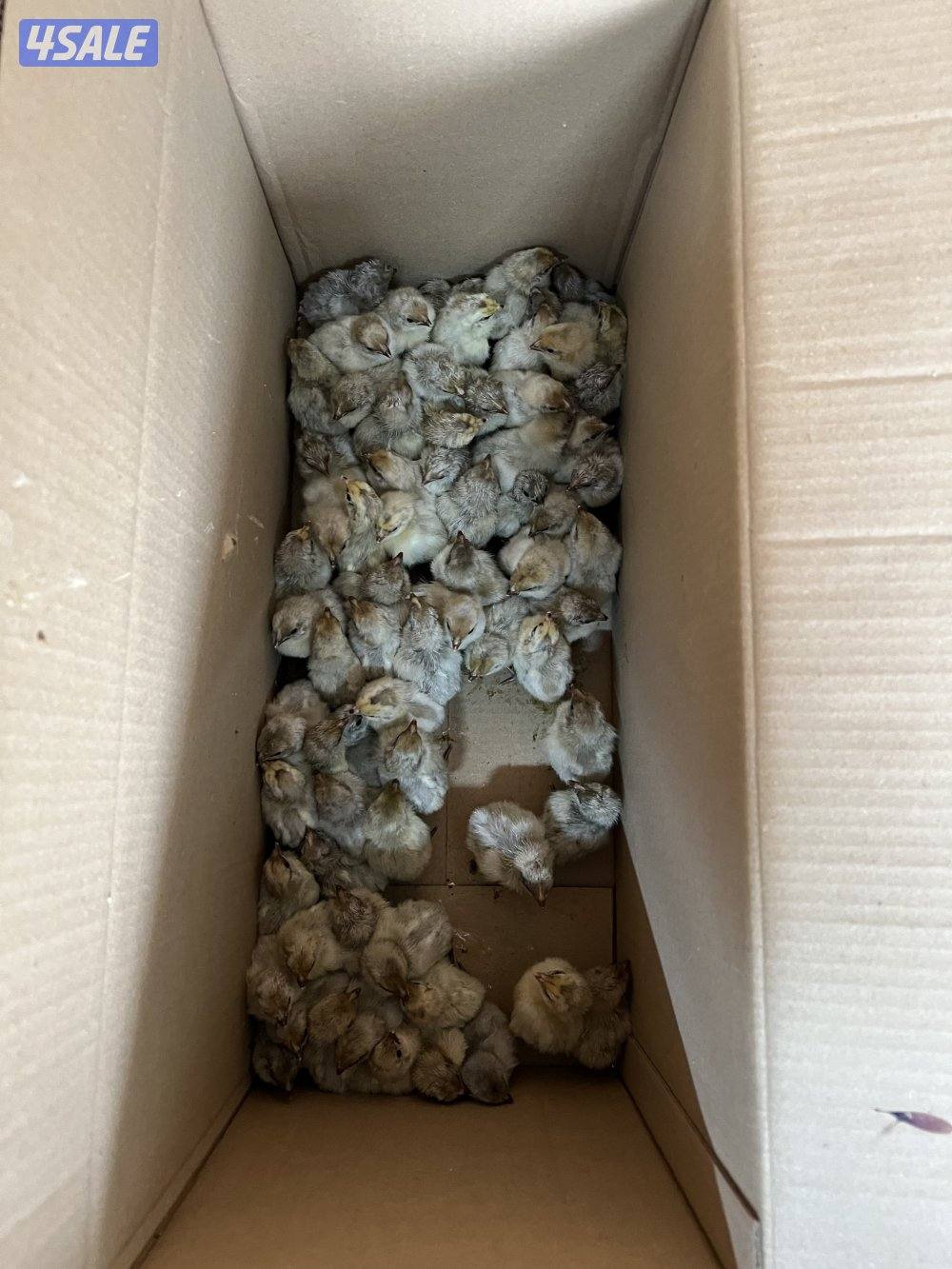 متوفر فروخ فيومي قولد و اطباق بيض1