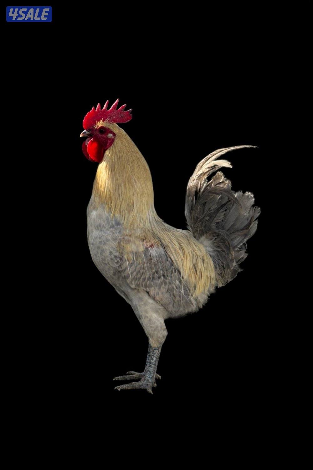 متوفر فروخ فيومي قولد و اطباق بيض2