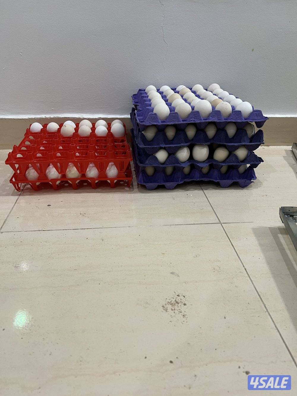 متوفر فروخ فيومي قولد و اطباق بيض3