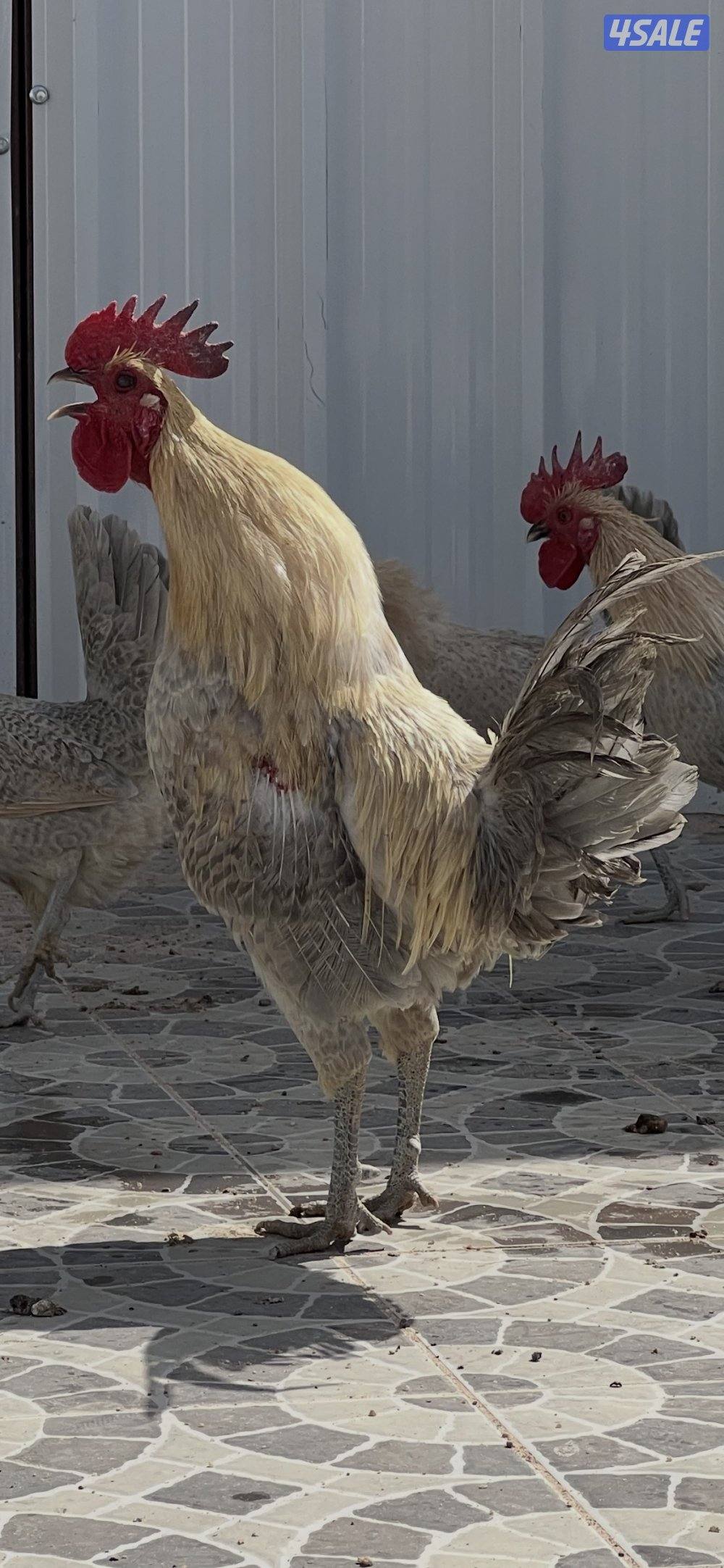 متوفر فروخ فيومي قولد و اطباق بيض4