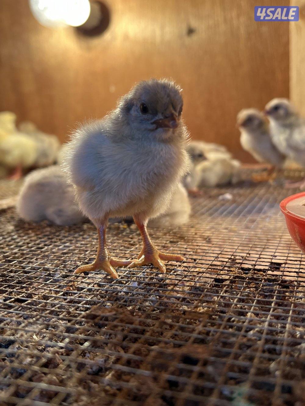 متوفر فروخ فيومي قولد و اطباق بيض5