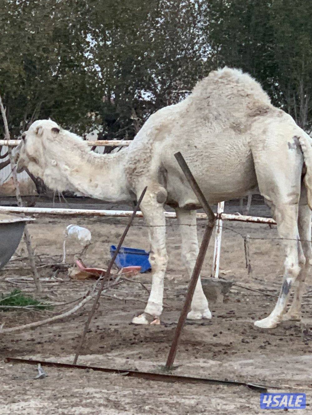 البيع قعود0