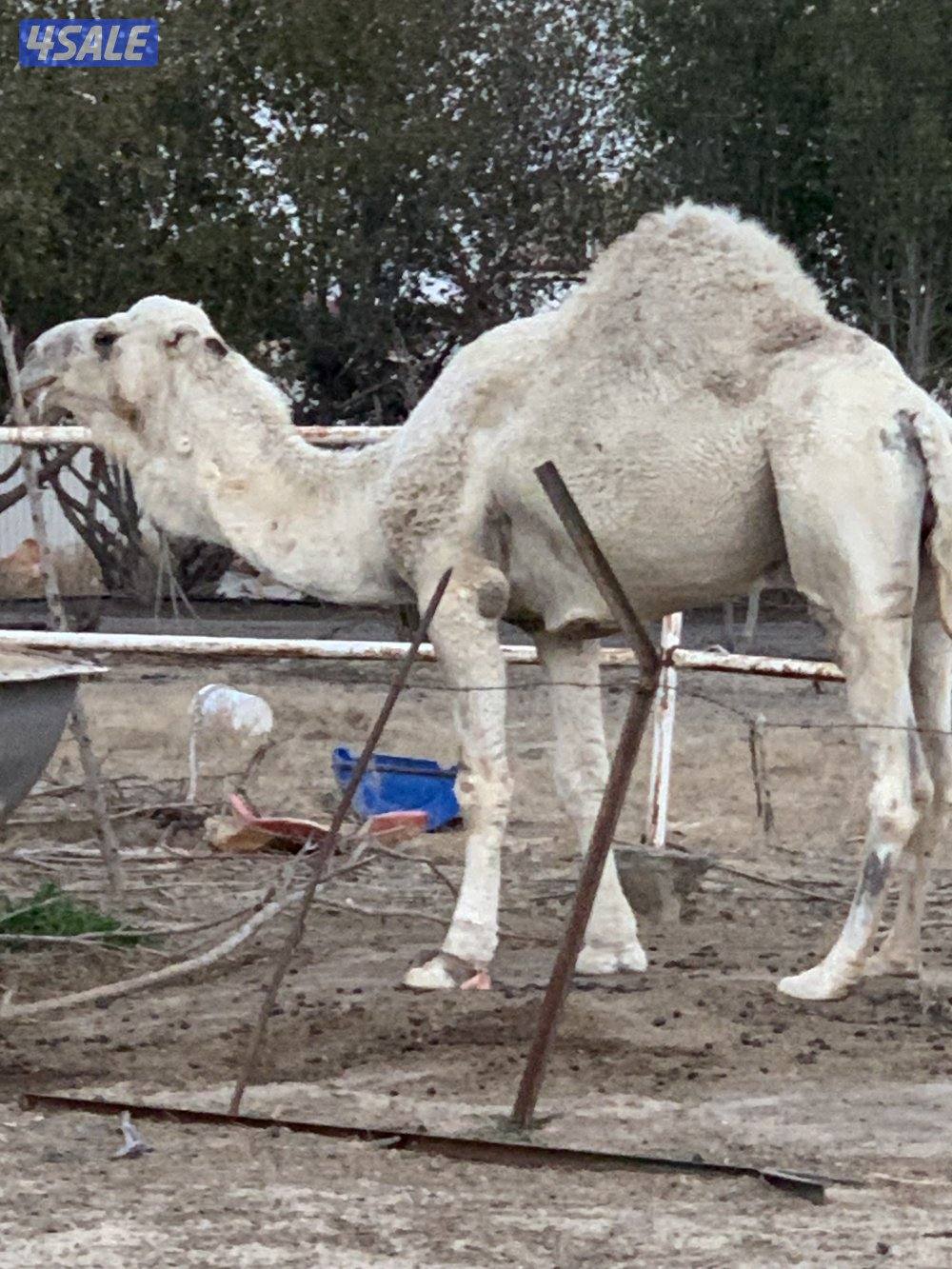 البيع قعود1