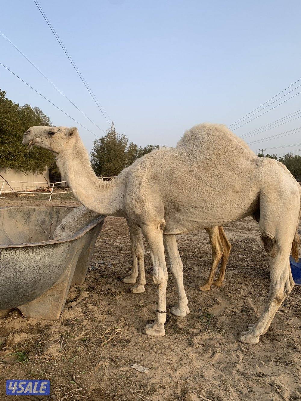 البيع قعود2