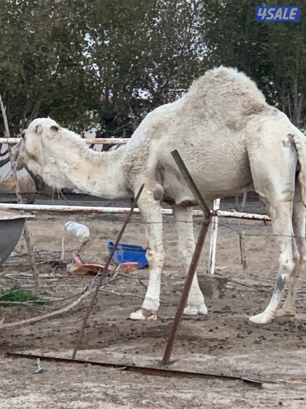 البيع قعود3