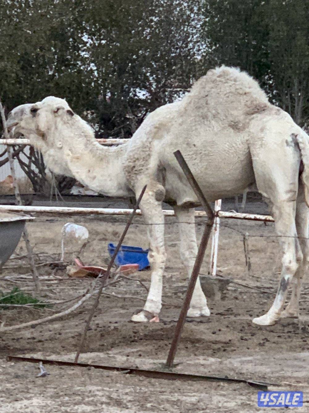 البيع قعود4