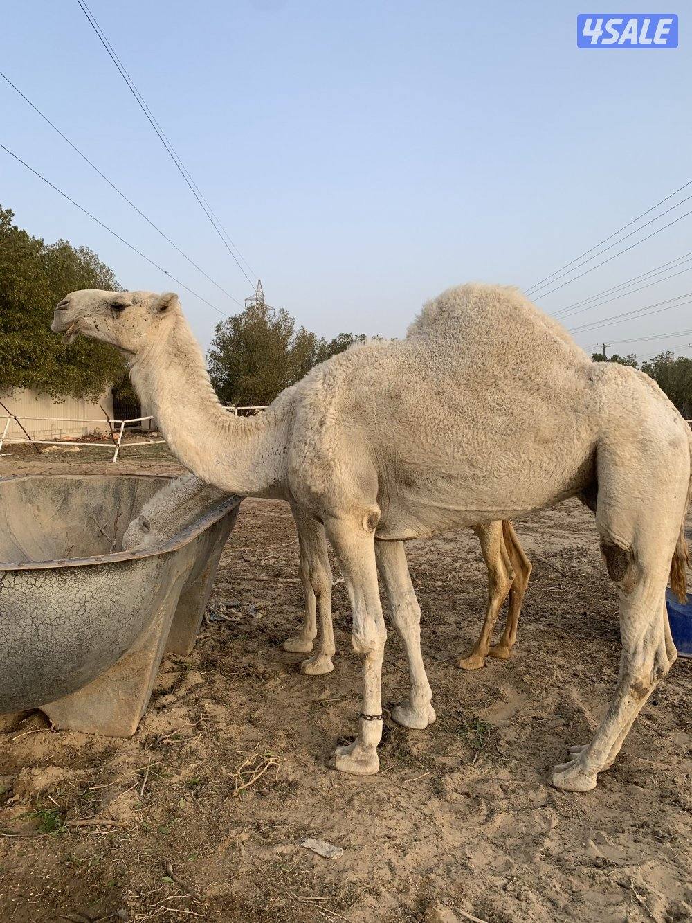 البيع قعود5