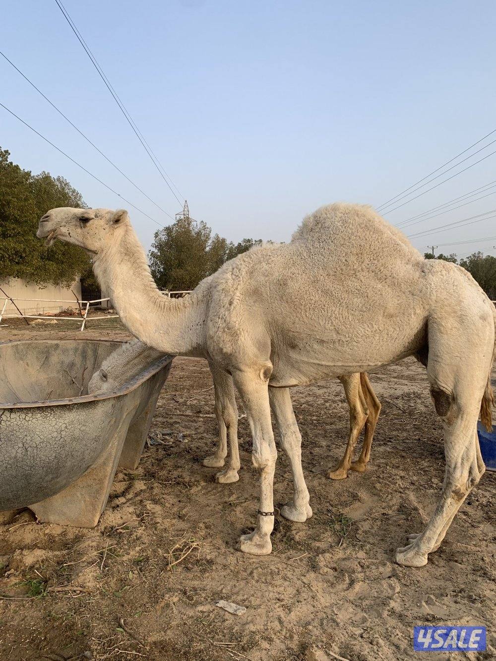 البيع قعود6