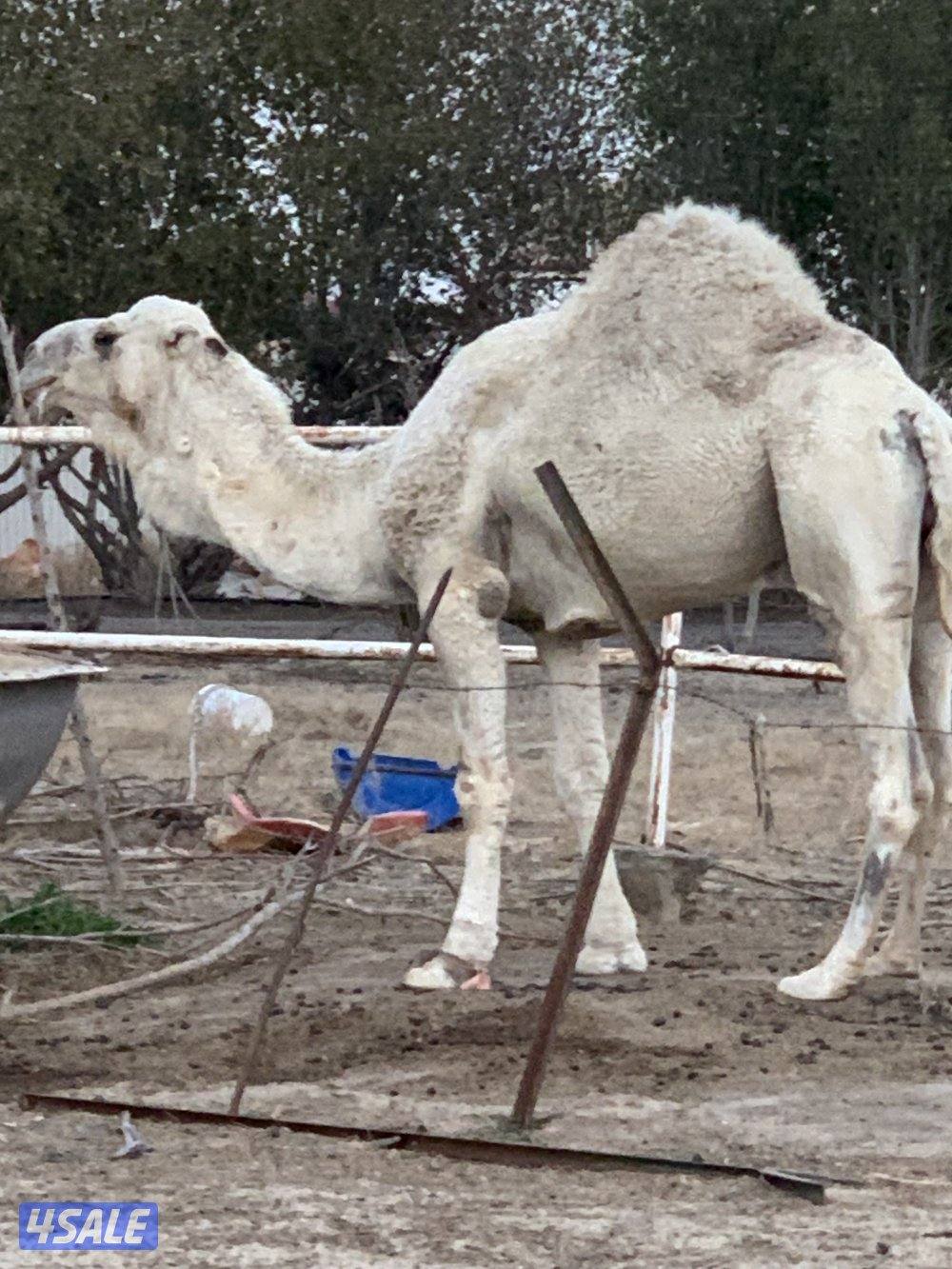 البيع قعود7