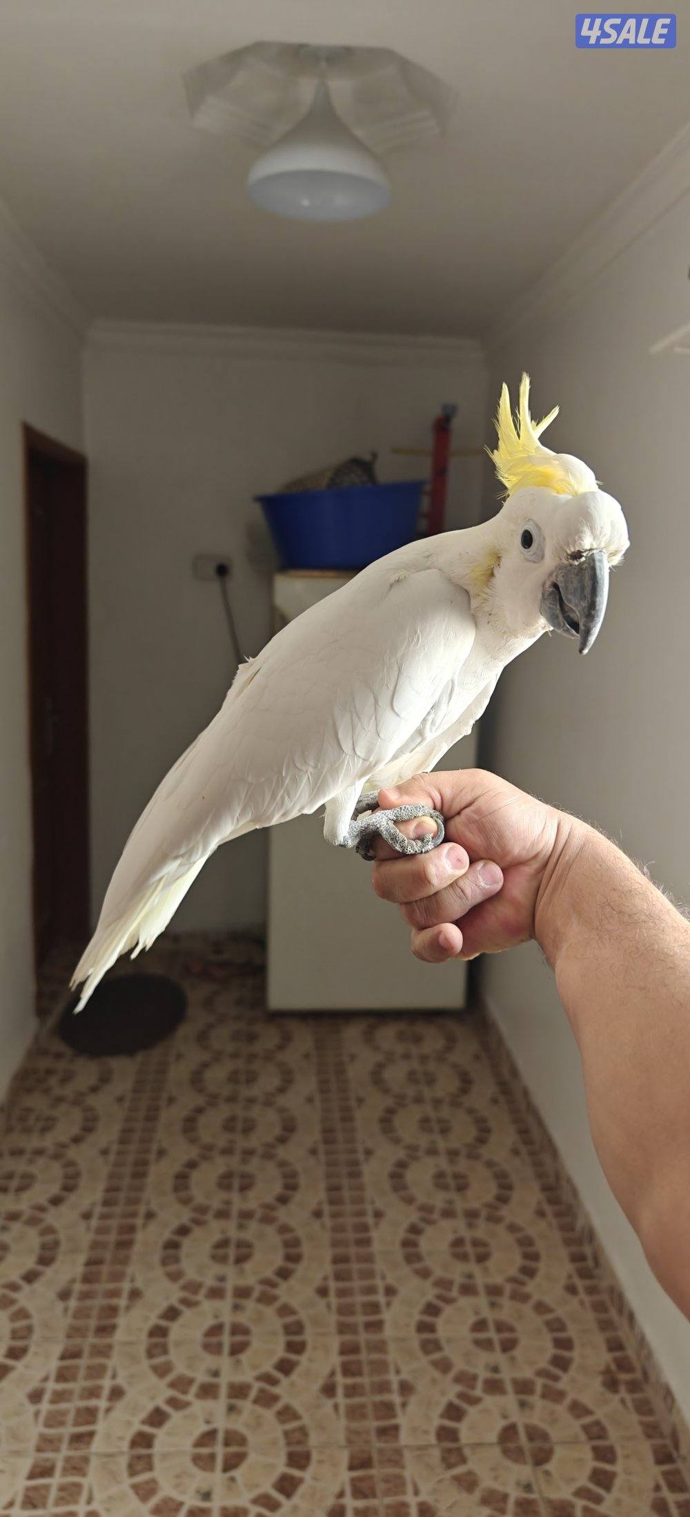 للبيع تكاتو0