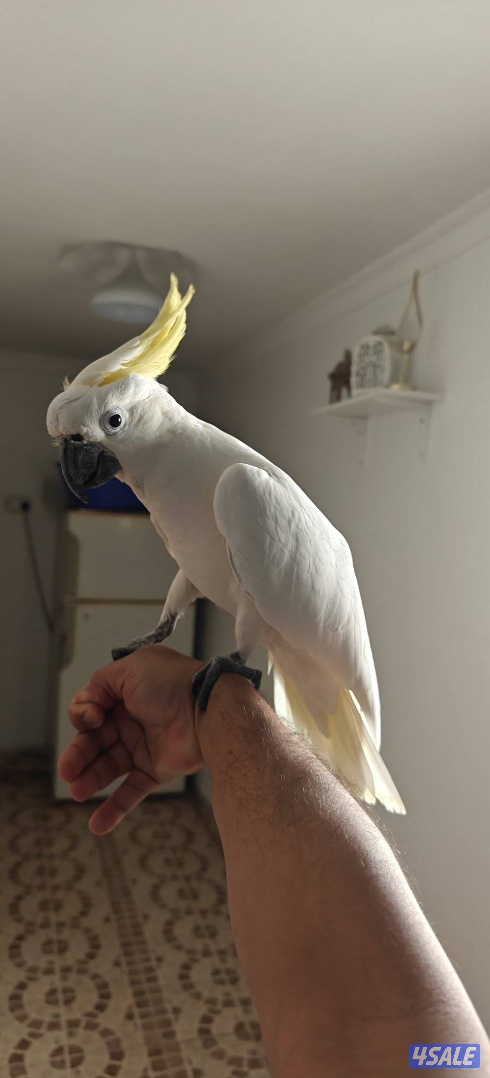 للبيع تكاتو1