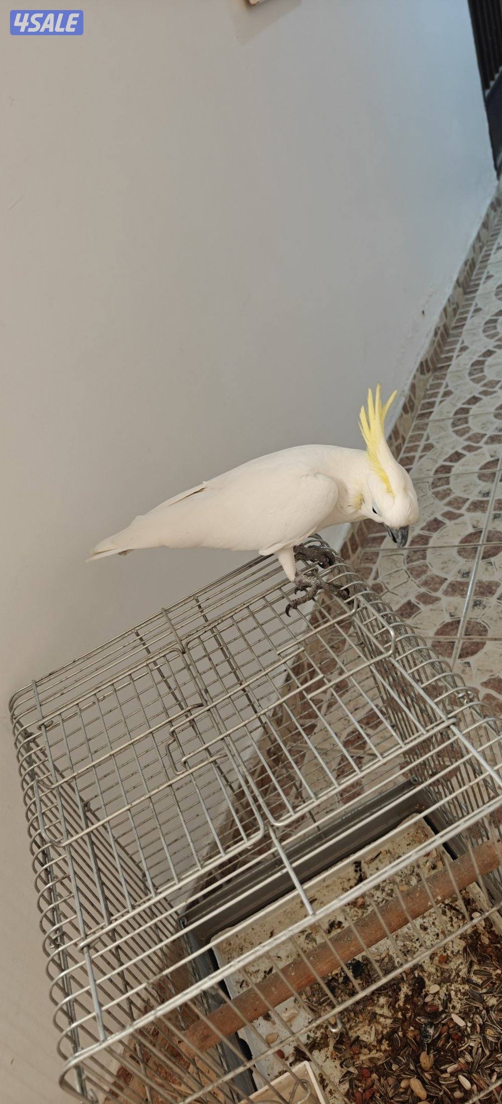 للبيع تكاتو2