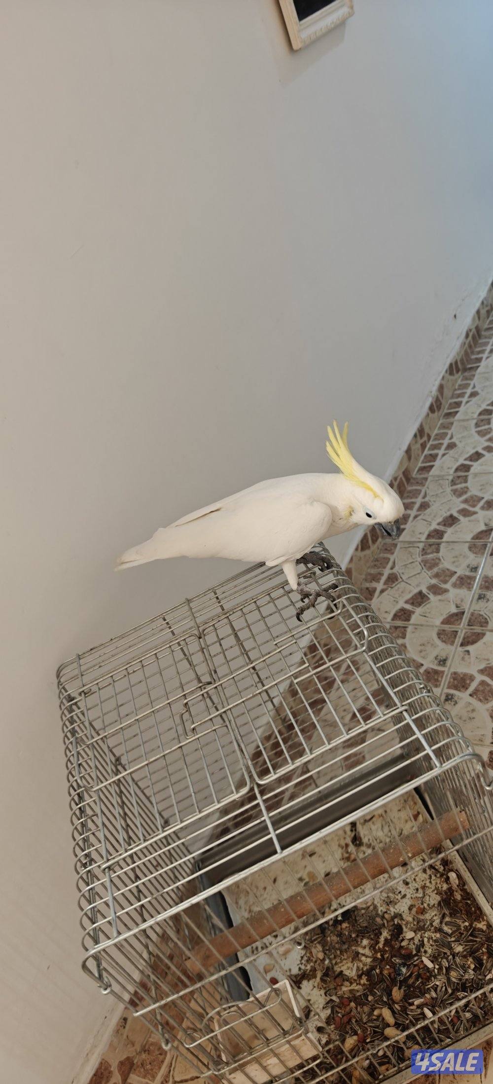 للبيع تكاتو3