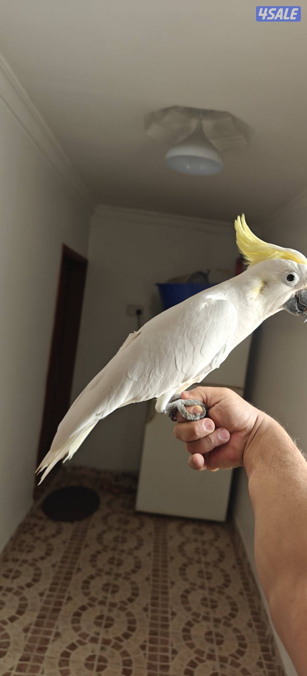 للبيع تكاتو4