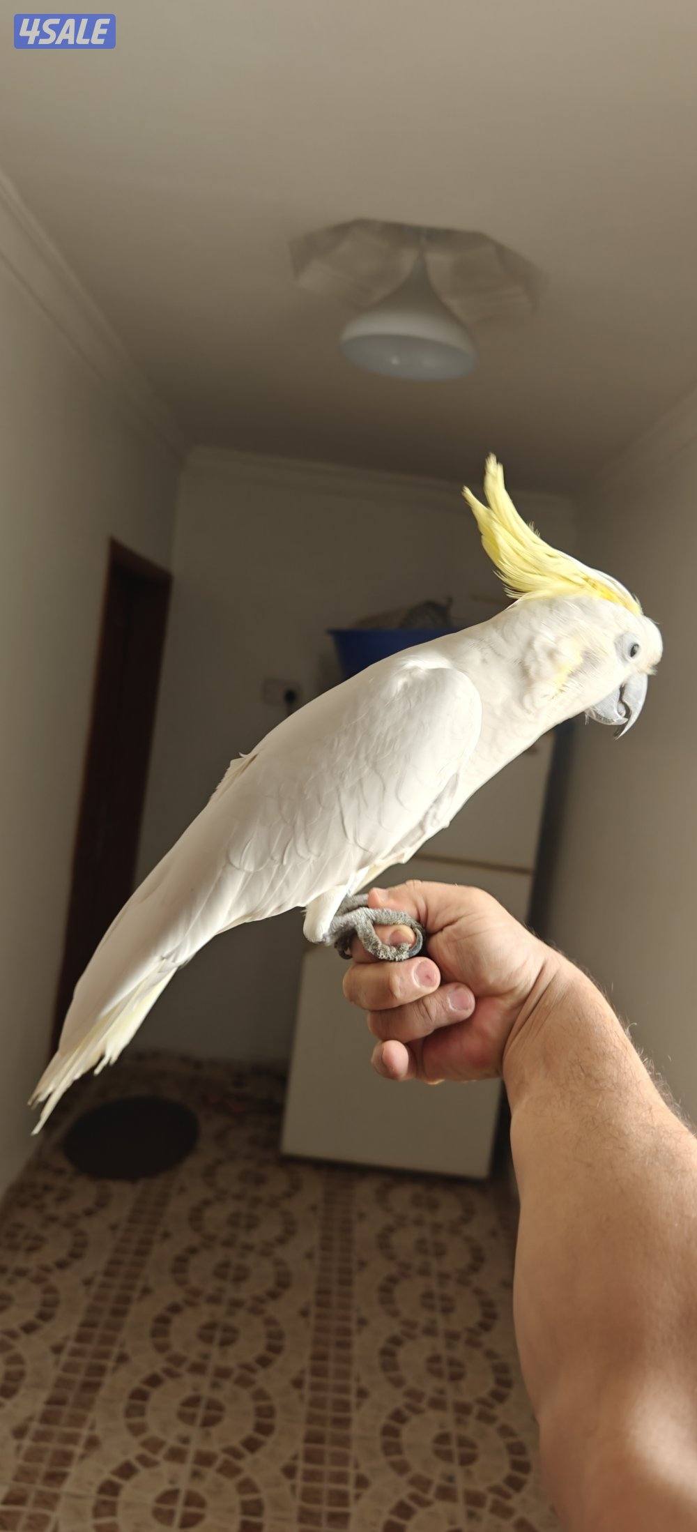 للبيع تكاتو5