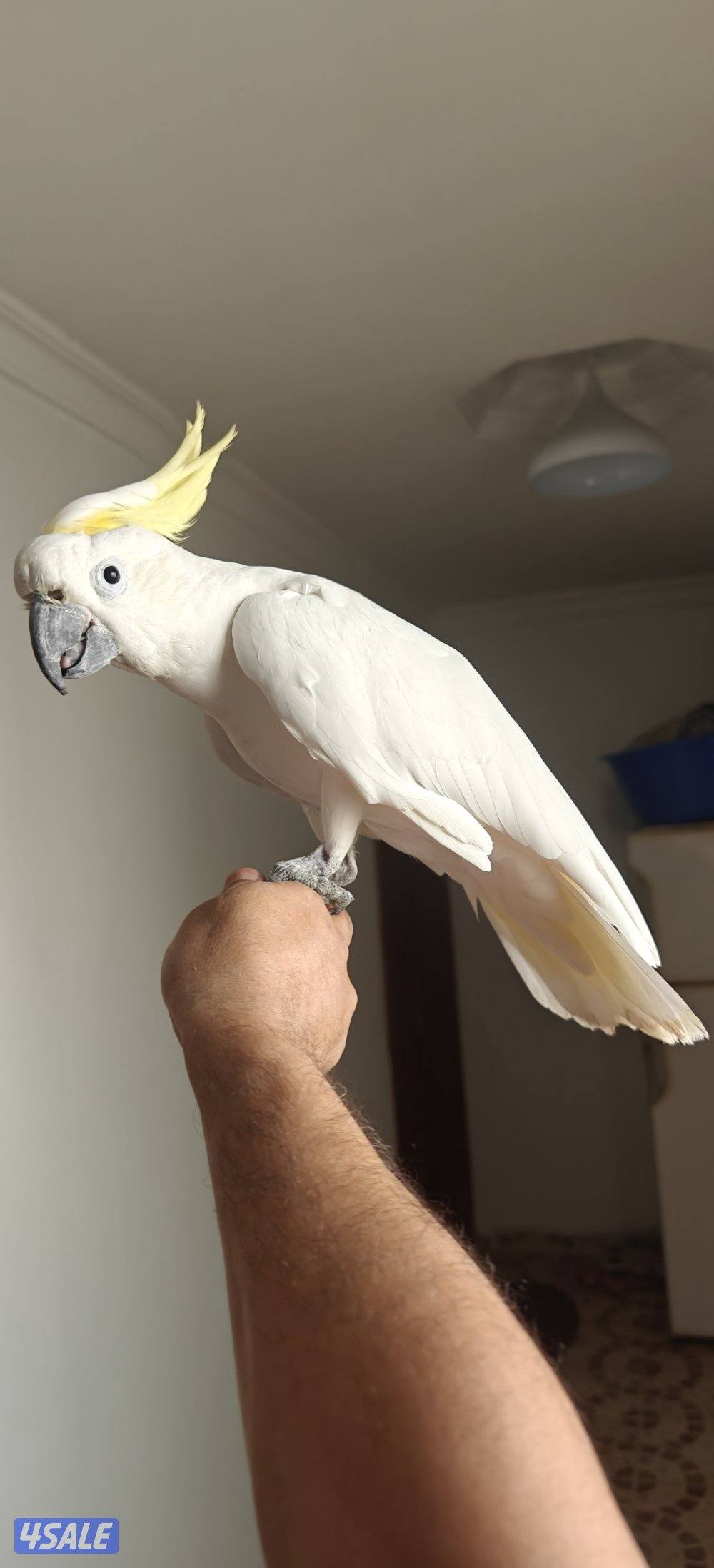 للبيع تكاتو6