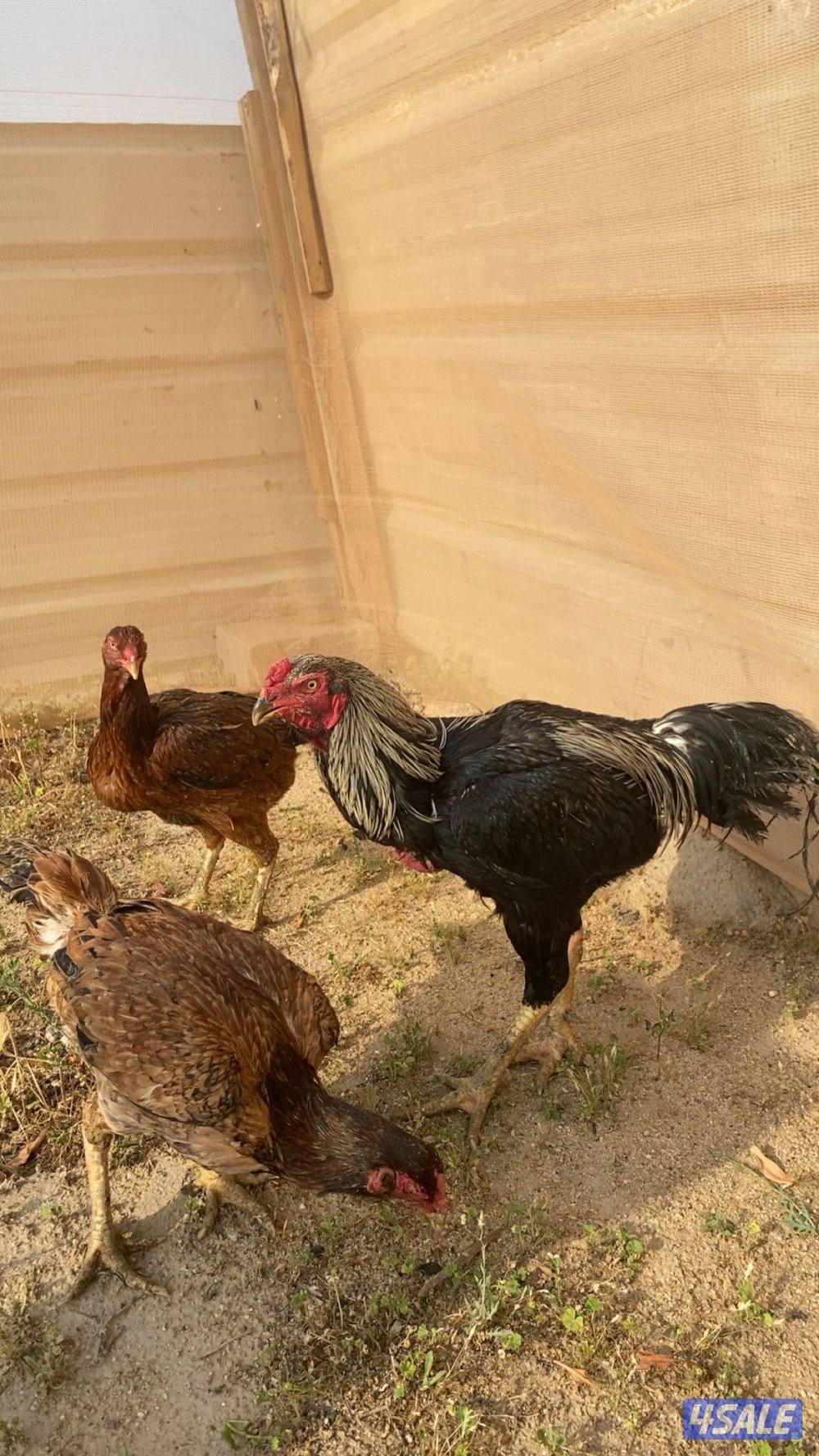 هنود مستوى فاخر 🔥1