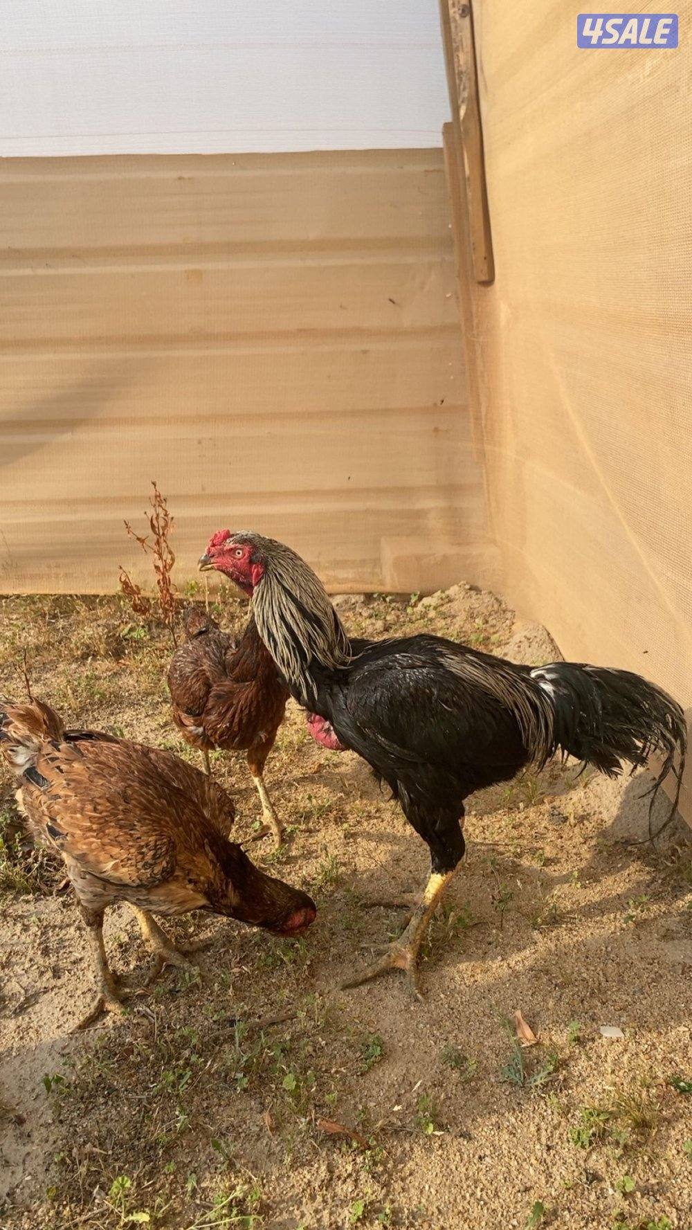 هنود مستوى فاخر 🔥3