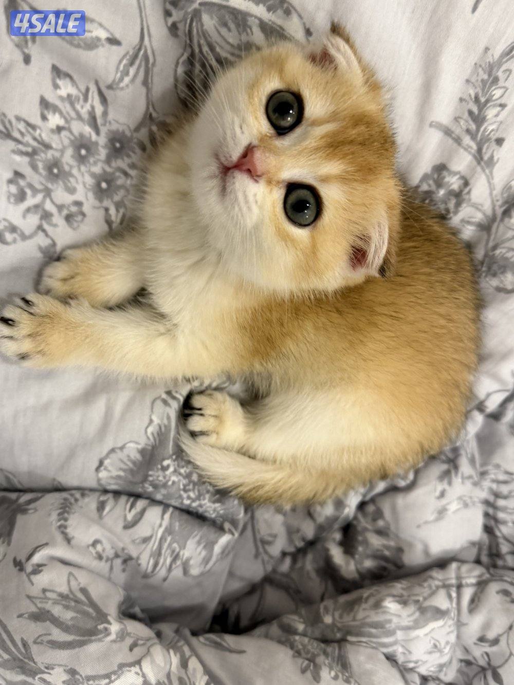 NY12 Fold – Female1