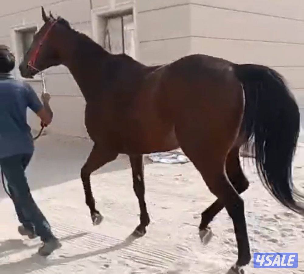 حصان انجليزي0