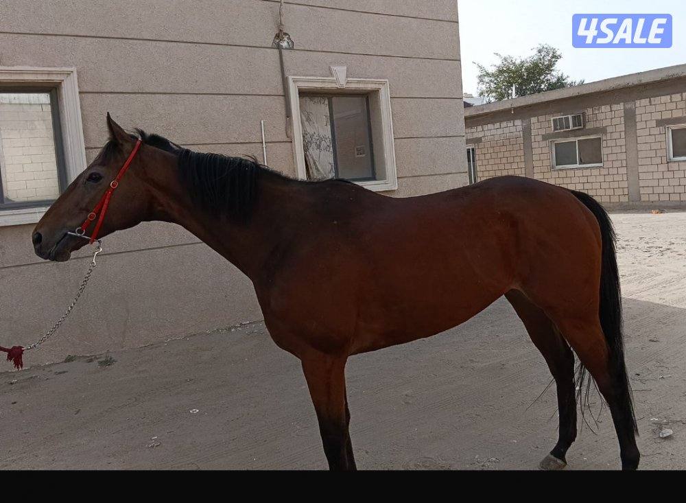 حصان انجليزي1