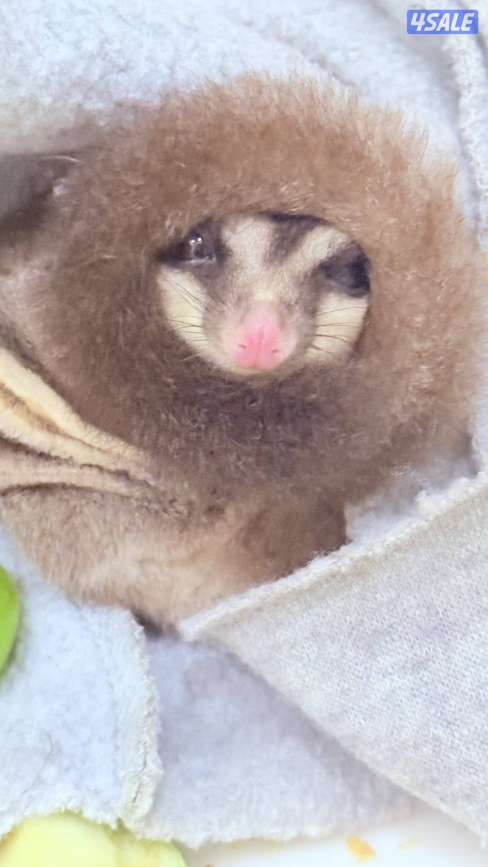 سنجاب طائر0