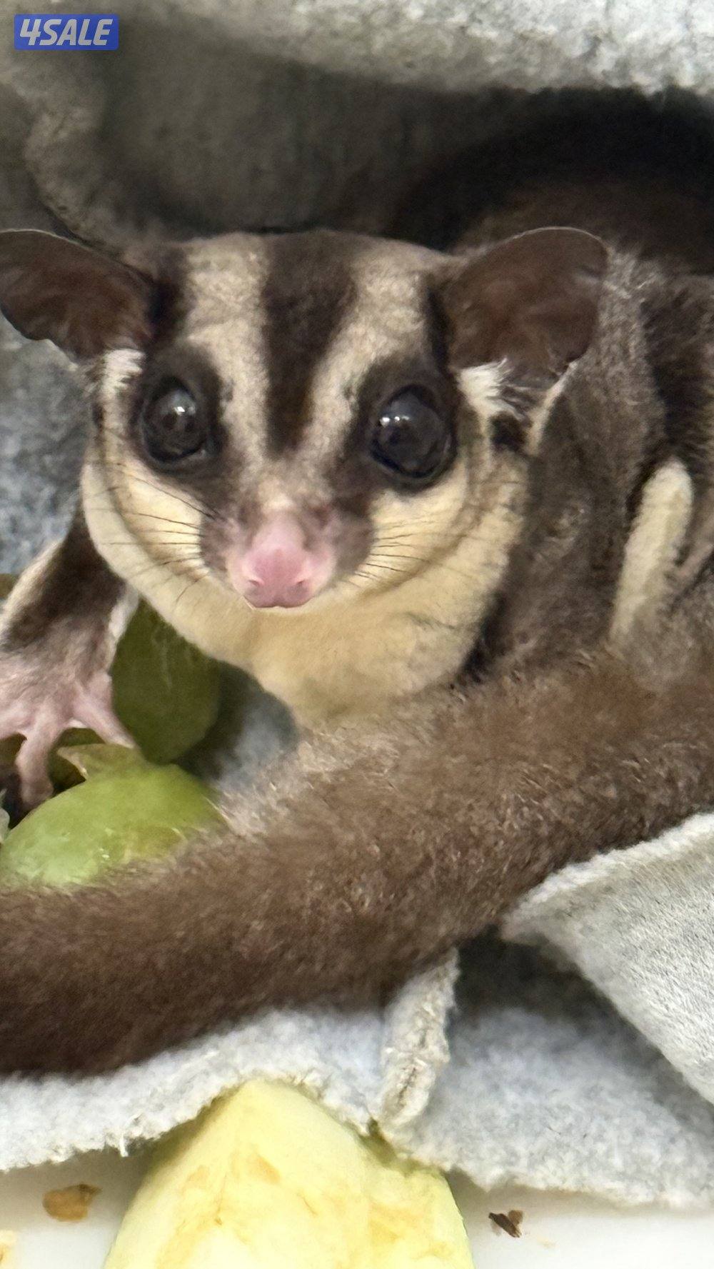 سنجاب طائر1