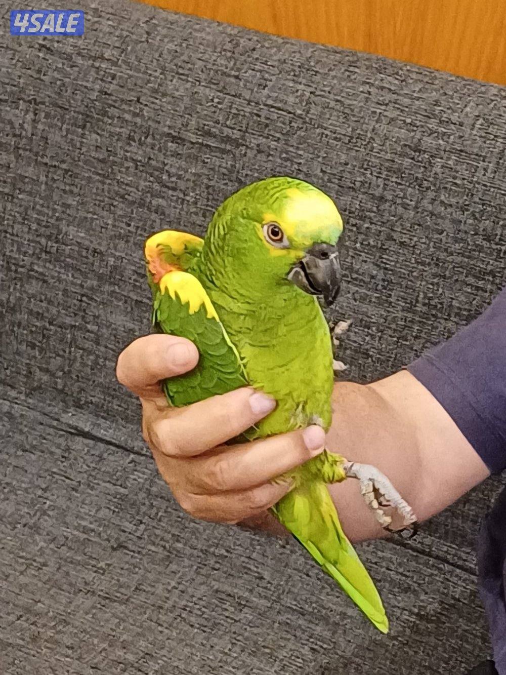 امازون للبيع0