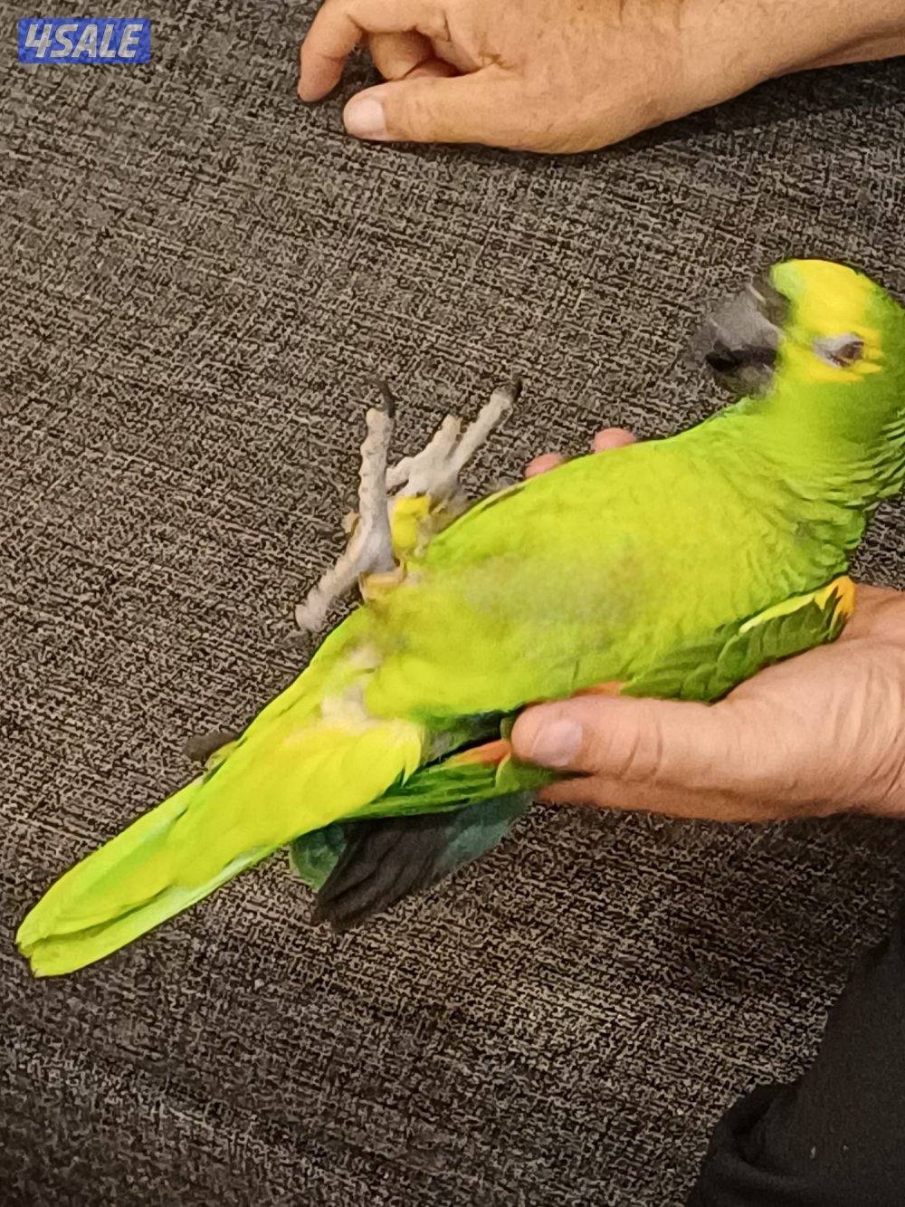 امازون للبيع1