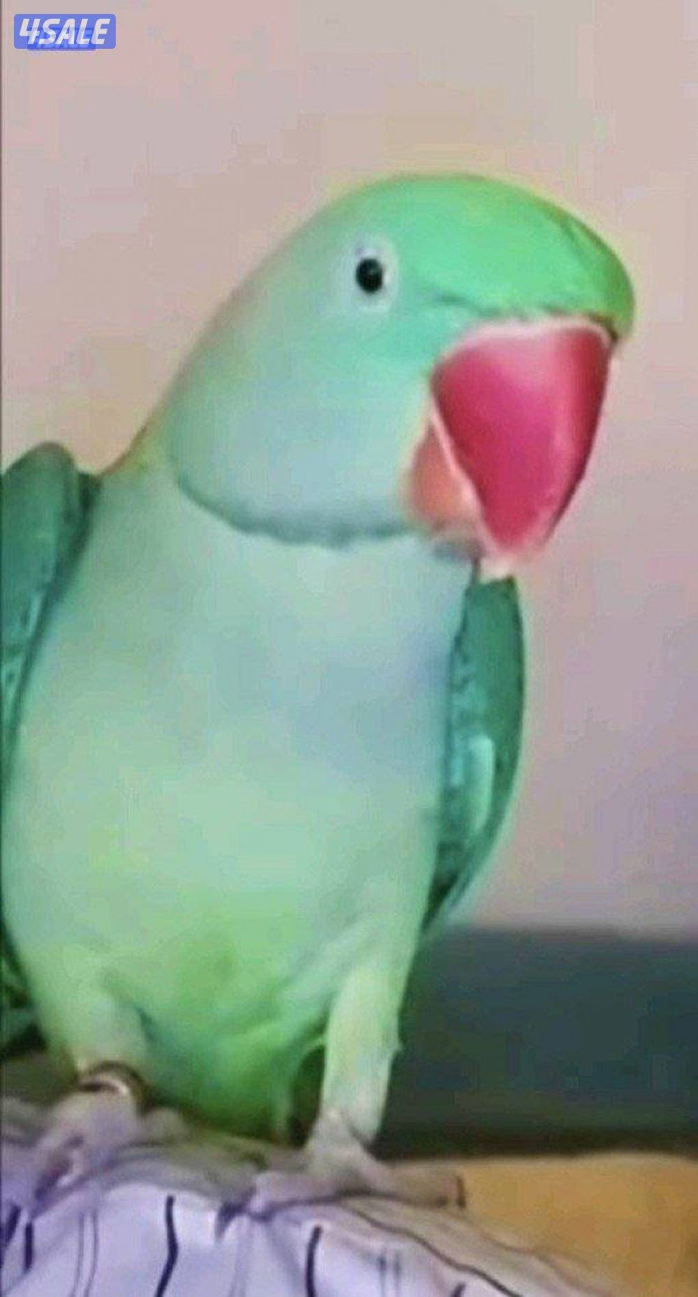 بيبمتوه نيبالي مفقود بسلوى0