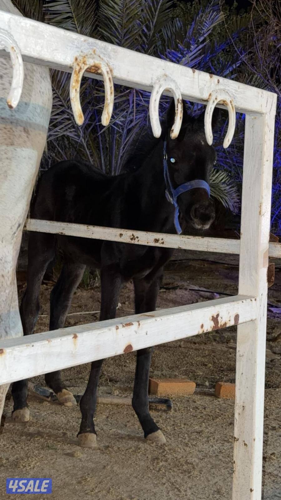 للبيع فلو بلدي0