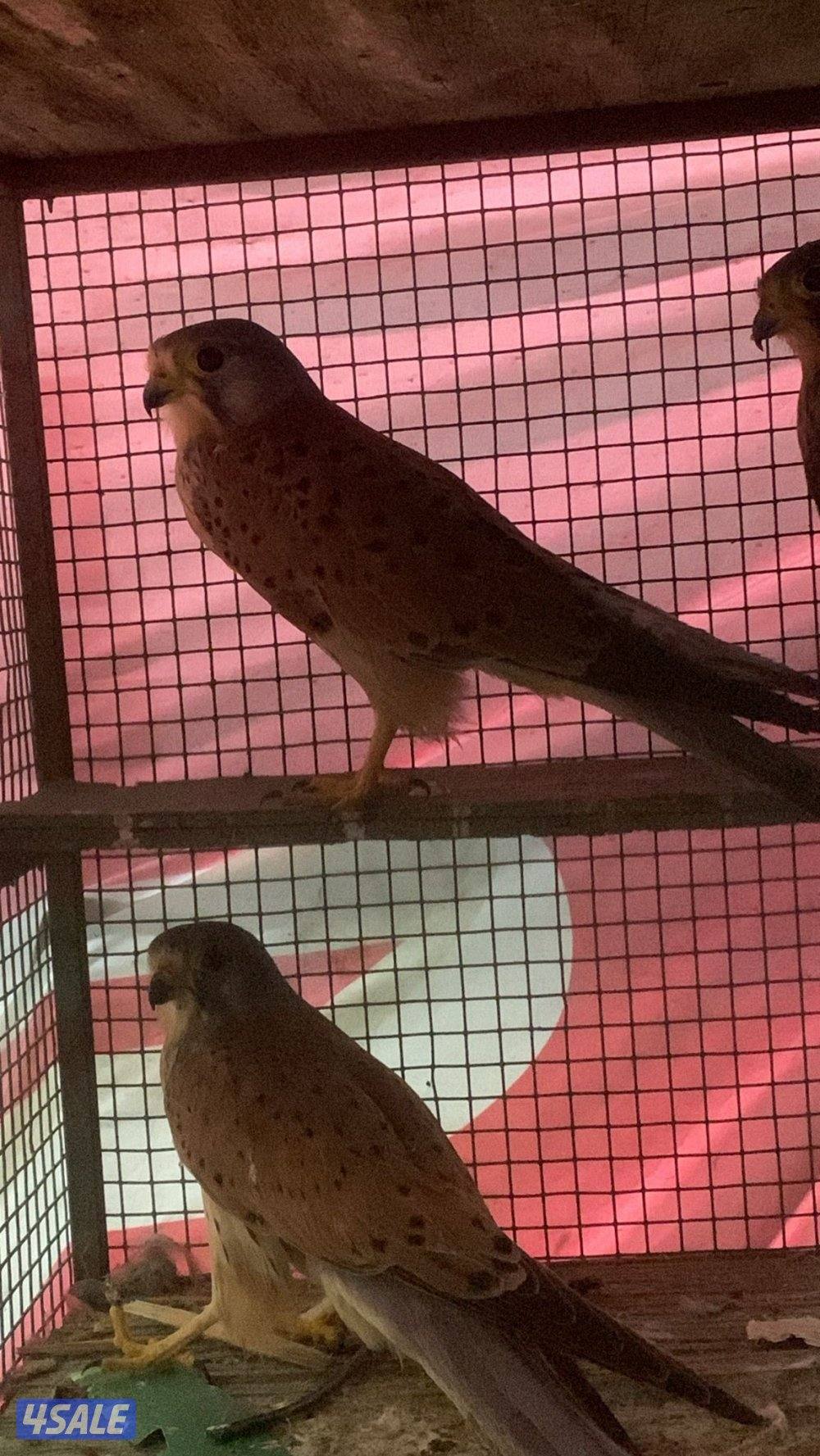 ‏مع أغراضه والتوصيل0