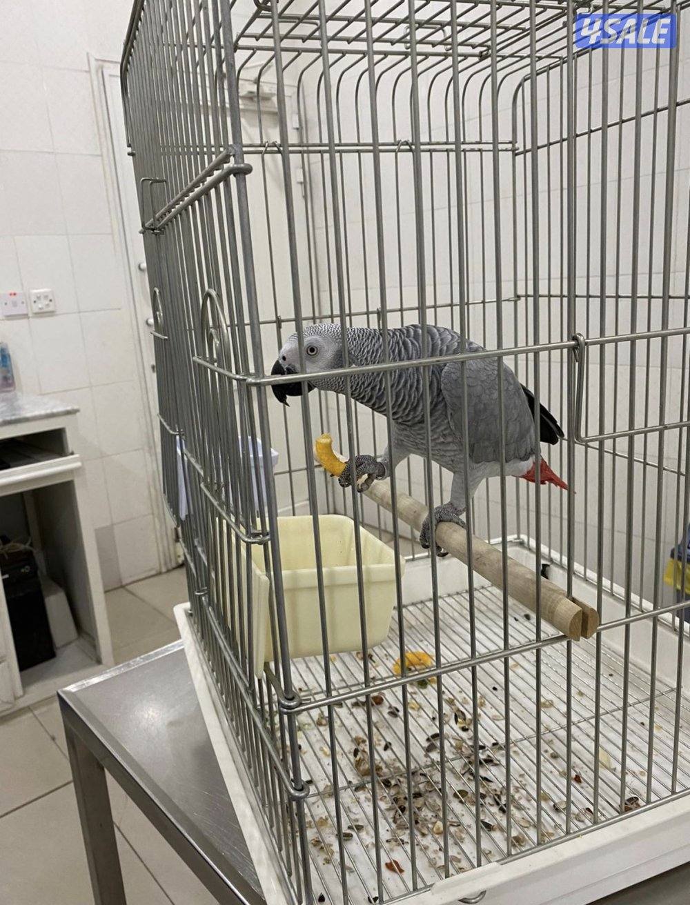 كاسكو أفريقي عمره ٧ سنين0