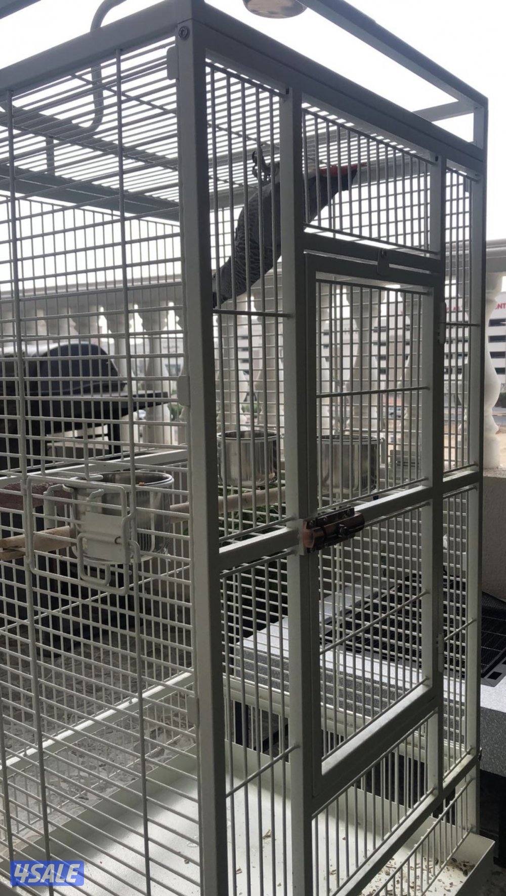 كاسكو أفريقي عمره ٧ سنين1