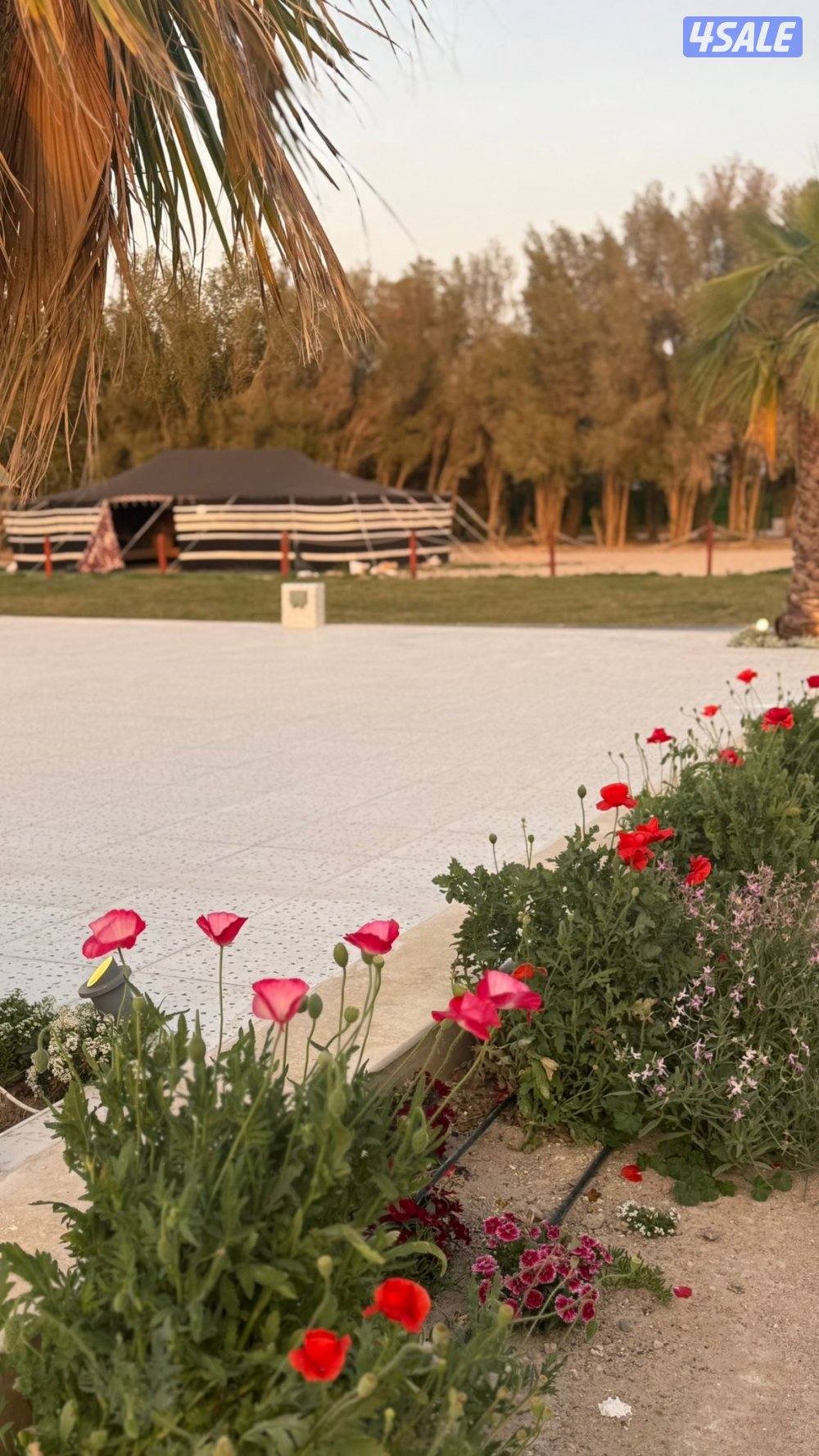 استراحة مزرعة العبدلي12