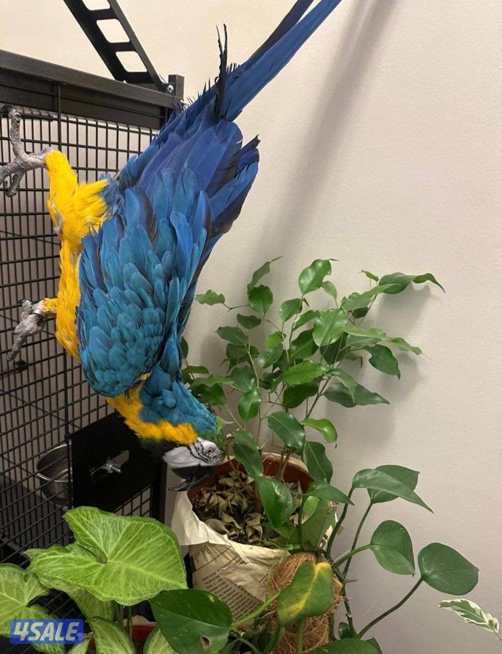 مكاو blue and gold1