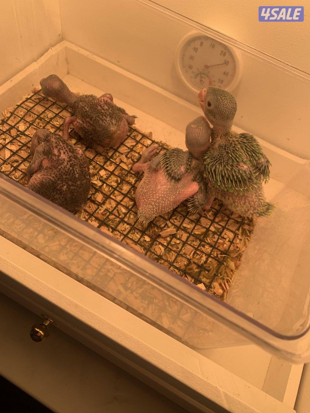 للبيع فروخ الاكلكتوس وبيابي خضر0