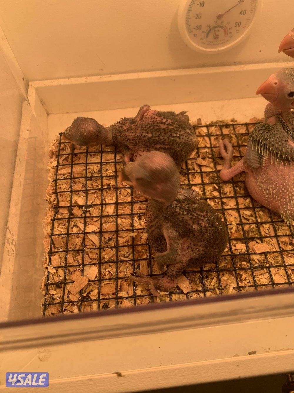 للبيع فروخ الاكلكتوس وبيابي خضر1