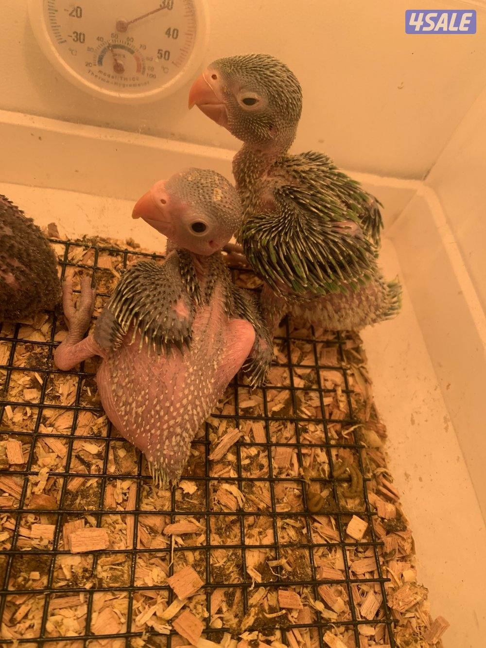 للبيع فروخ الاكلكتوس وبيابي خضر2