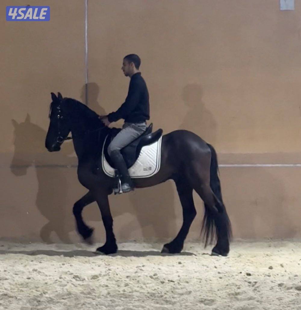 للبيع فريزين0