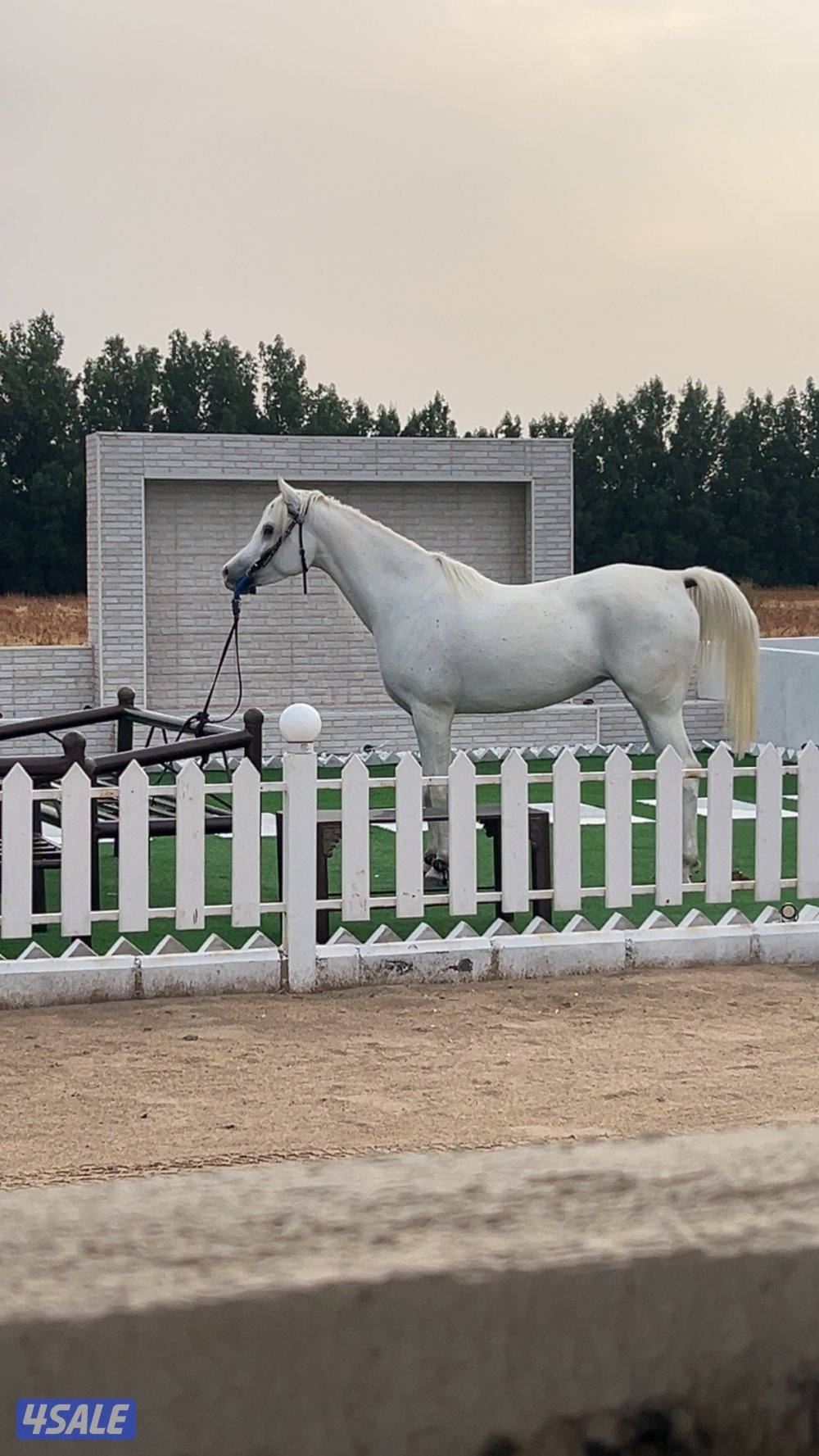 فرس بنت شمال الخالديه0