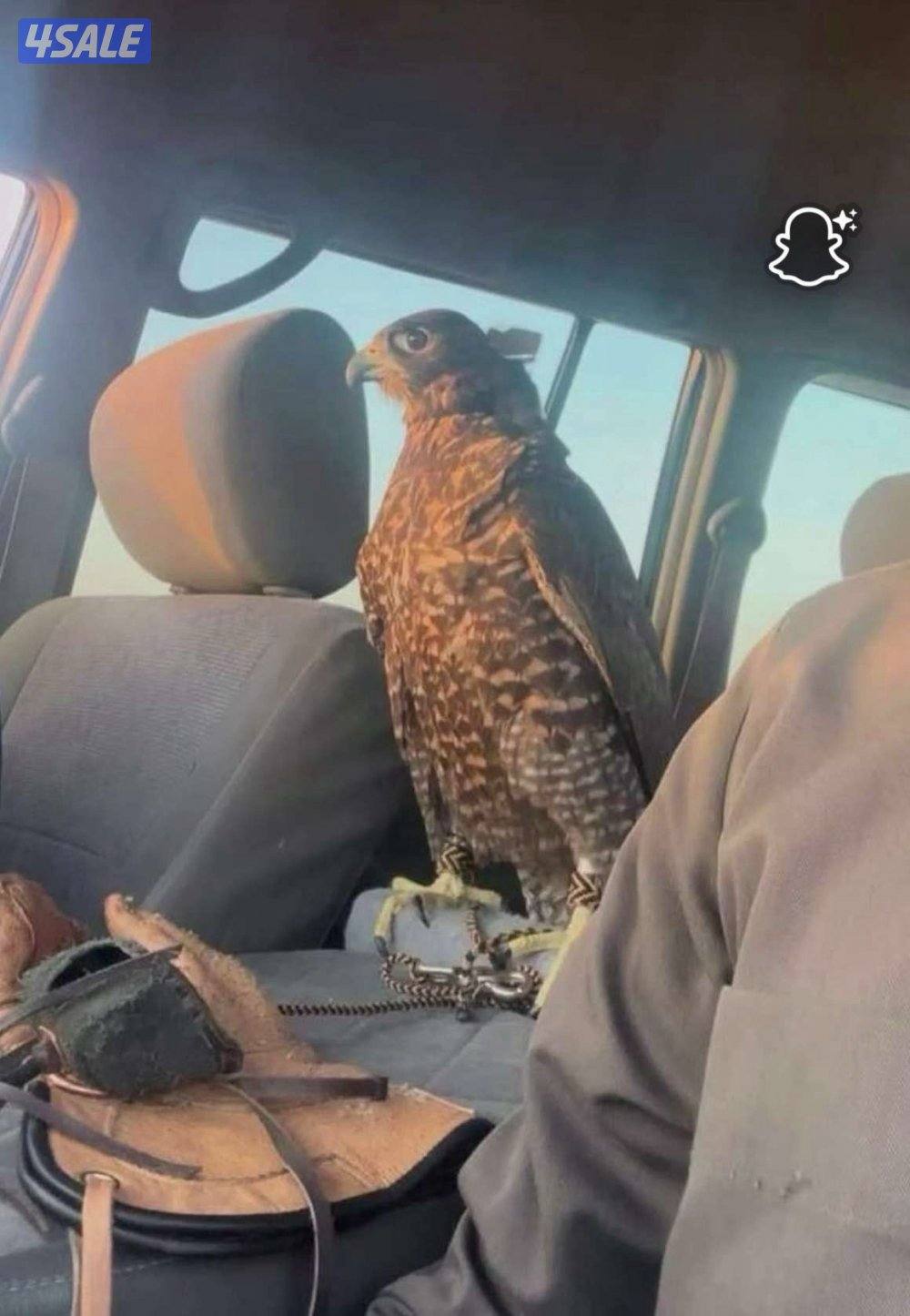 للبيع جير شاهين0