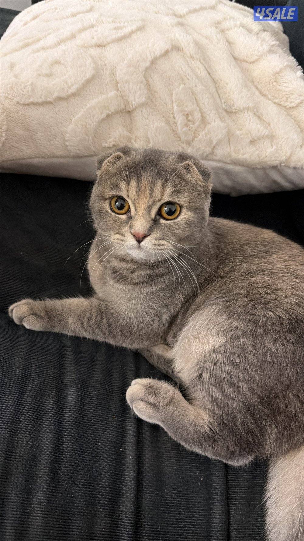 قطوه نثيه العمر ٩ شهور مع اغراضها0