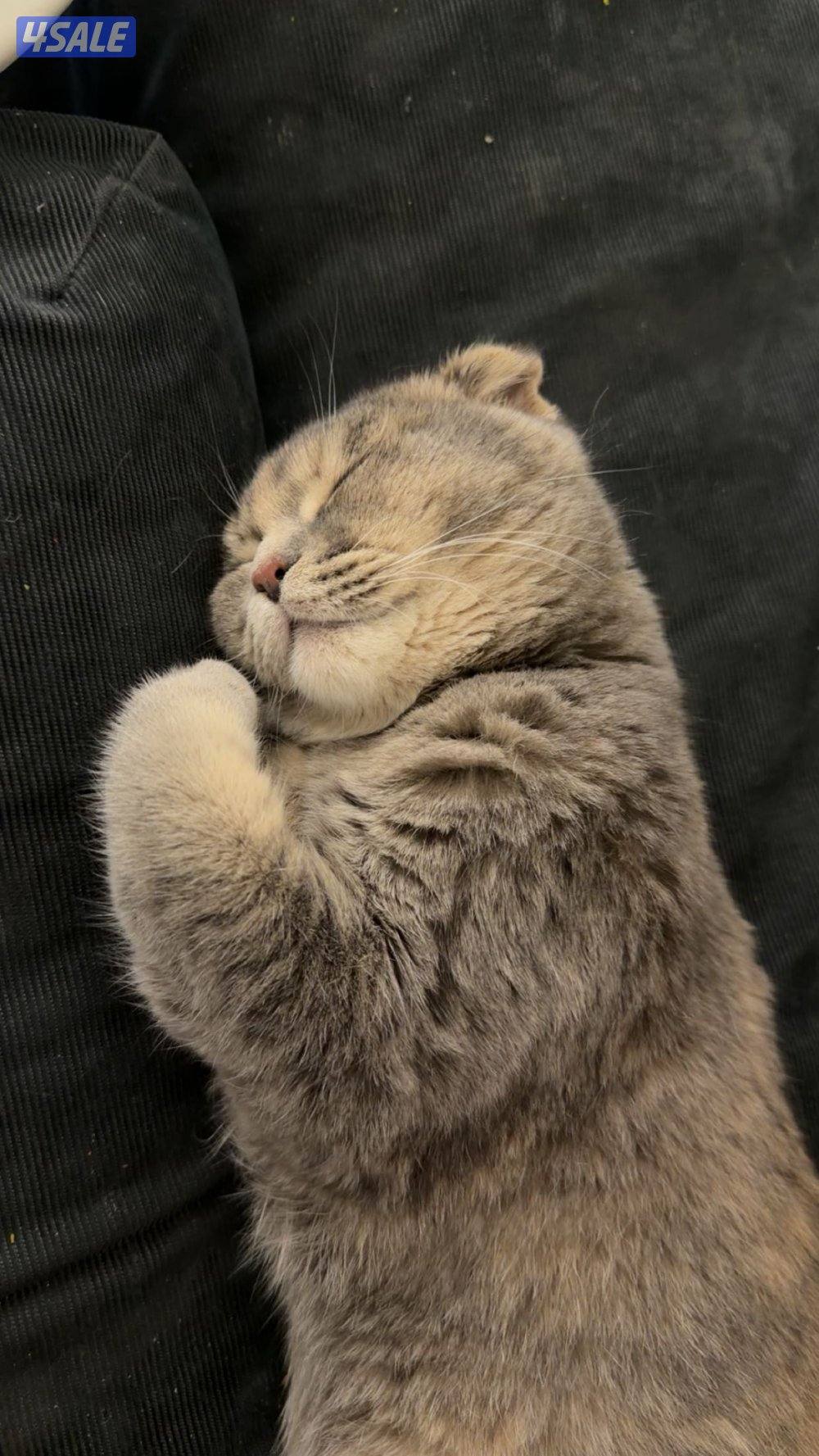 قطوه نثيه العمر ٩ شهور مع اغراضها2