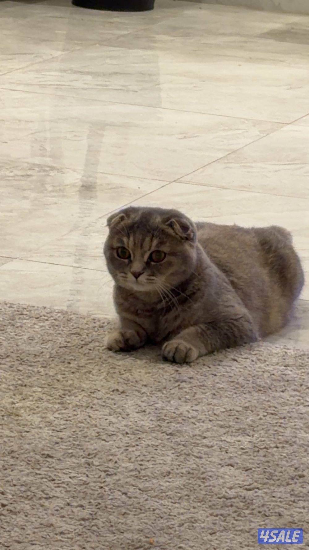 قطوه نثيه العمر ٩ شهور مع اغراضها1