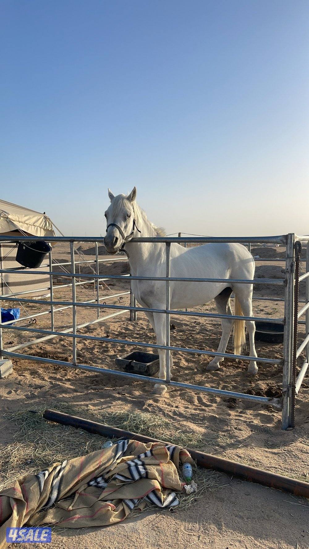 حصان واهو شرط السلم طبعه زين يركبه الكبير والصغير0