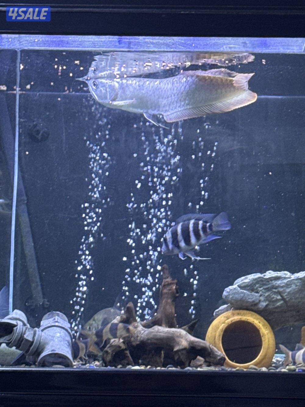 للبيع سمك كامل او مفرد او مع الحوض2