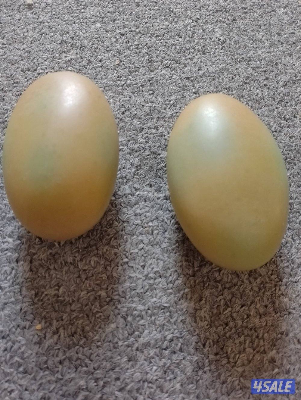 للبيع احجار الطاقة الأصلية المضيئة3